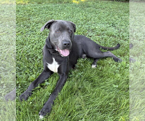 Medium Photo #3 Mutt Puppy For Sale in Spring Lake, NJ, USA