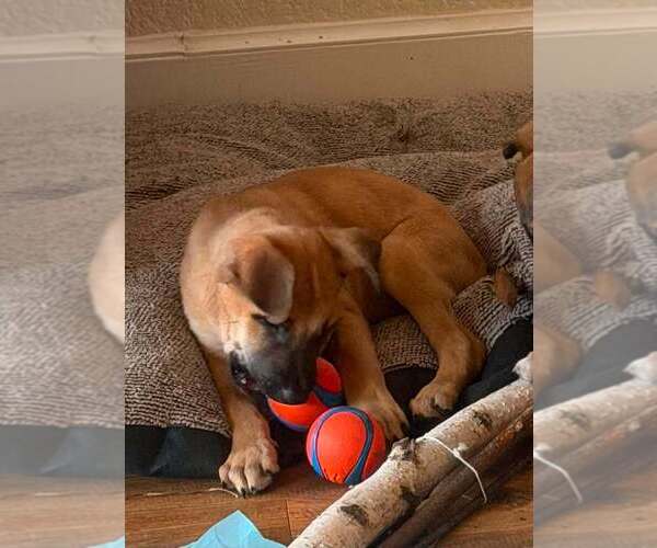 Medium Photo #7 Mutt Puppy For Sale in Imlay City, MI, USA