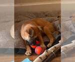 Small #6 Mutt