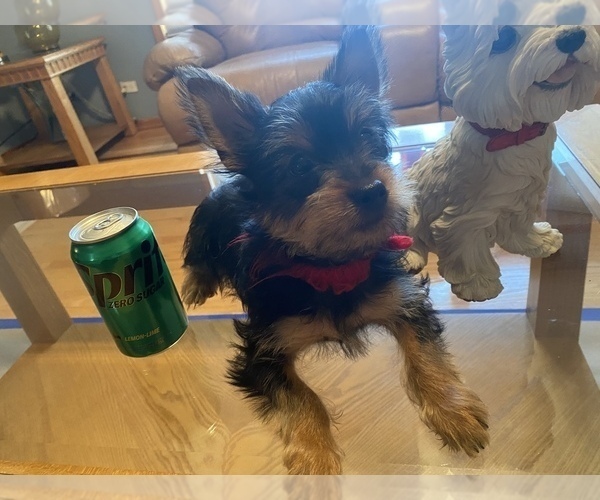 Medium Photo #3 Yorkshire Terrier Puppy For Sale in OAK LAWN, IL, USA