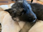 Small Photo #14 German Shepherd Dog-Siberian Husky Mix Puppy For Sale in HARRISON, AR, USA
