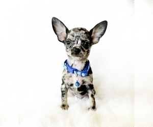 Chihuahua Puppy for sale in SACRAMENTO, CA, USA