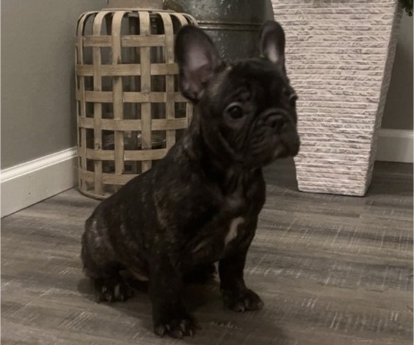 Medium Photo #1 French Bulldog Puppy For Sale in MADISON, IN, USA