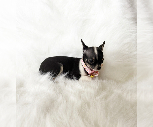 Medium Photo #2 Chihuahua Puppy For Sale in SACRAMENTO, CA, USA