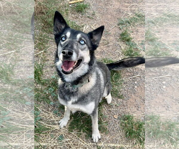 Medium Photo #5 Gerberian Shepsky Puppy For Sale in Cedar Crest, NM, USA