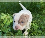 Small #2 American Bully