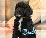 Small Photo #1 Poodle (Standard) Puppy For Sale in SPLENDORA, TX, USA