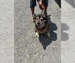Bella - Female Siberian Husky-Unknown Mix Dog for Adoption - Small photo