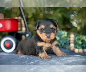 Medium Yorkshire Terrier
