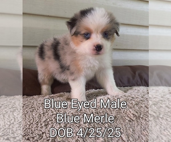 Medium Photo #3 Miniature Australian Shepherd Puppy For Sale in WOODLEAF, NC, USA