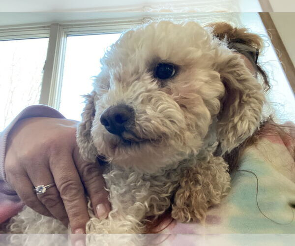 Medium Photo #2 Mutt Puppy For Sale in Lewistown, PA, USA