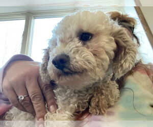 Laveena - Female Mutt Dog for Adoption - Photo #2