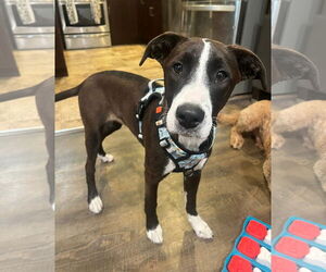 American Pit Bull Terrier-Australian Shepherd Mix Dogs for adoption in Germantown, OH, USA