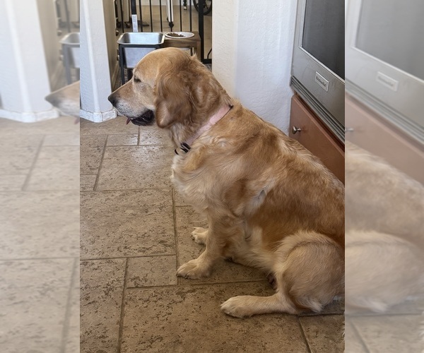 Medium Photo #1 English Cream Golden Retriever Puppy For Sale in PHOENIX, AZ, USA