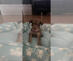 Small #1 Australian Shepherd Mix