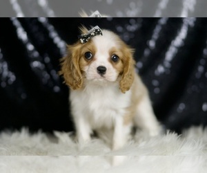 Cavalier King Charles Spaniel Puppy for sale in WARSAW, IN, USA