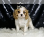 Small Cavalier King Charles Spaniel