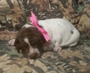 Small Photo #1 German Shorthaired Pointer Puppy For Sale in SUGARCREEK, OH, USA