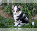 Small Photo #13 Pomsky Puppy For Sale in GOSHEN, IN, USA