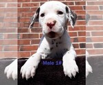 Small Photo #3 Dalmatian Puppy For Sale in ELKMONT, AL, USA