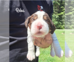 Small Photo #10 English Springer Spaniel Puppy For Sale in OCOEE, TN, USA