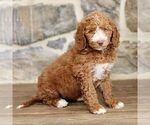 Small #2 Goldendoodle