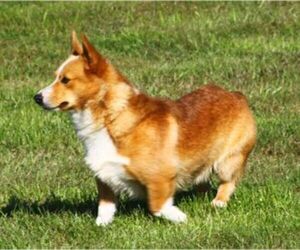 Father of the Pembroke Welsh Corgi puppies born on 07/04/2017