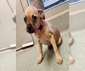 Daug Dogs for adoption in Plano, TX, USA