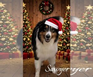 Border Collie Dogs for adoption in Highland, IL, USA