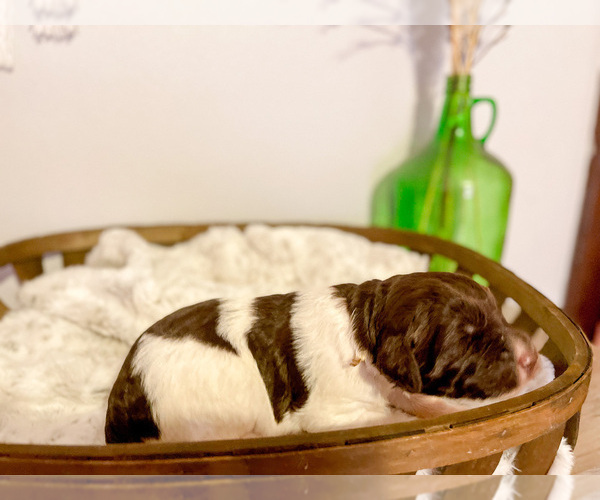 Medium Photo #6 Labradoodle Puppy For Sale in DIXON, IL, USA