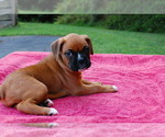 Small Photo #5 Boxer Puppy For Sale in DILLSBORO, IN, USA