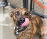 Small Plott Hound Mix