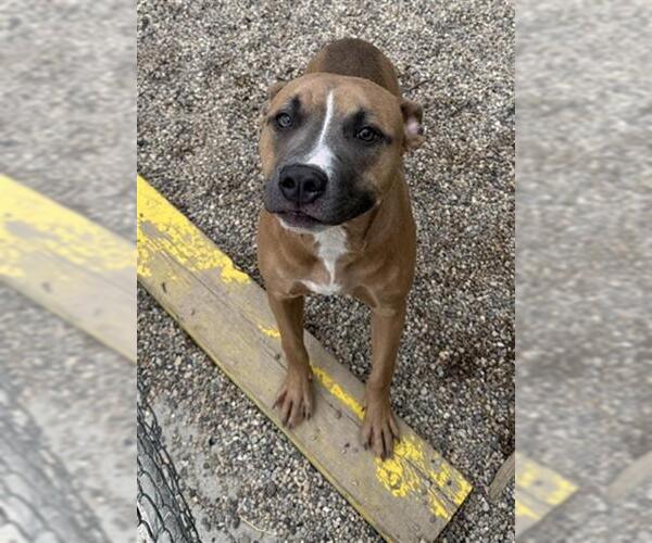 Medium Photo #1 American Pit Bull Terrier-Unknown Mix Puppy For Sale in Peoria, IL, USA
