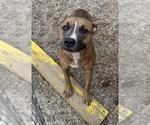 Small American Pit Bull Terrier Mix