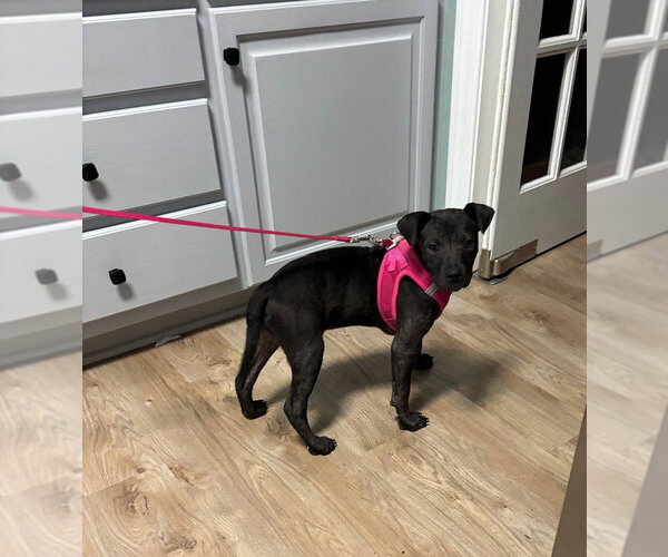 Medium Photo #3 American Pit Bull Terrier-Unknown Mix Puppy For Sale in Raleigh, NC, USA