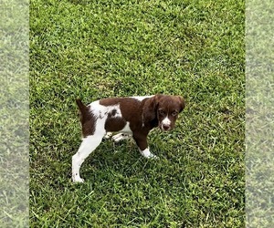 Medium Brittany