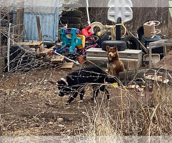 Medium Photo #4 Alaskan Malamute-Unknown Mix Puppy For Sale in Piedmont, MO, USA