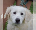 Small #4 Great Pyrenees