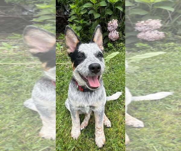 Medium Photo #1 Mutt Puppy For Sale in Highland, IL, USA