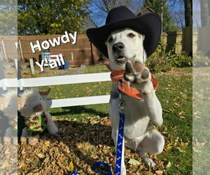 Siberian Husky-Unknown Mix Dogs for adoption in Fargo, ND, USA