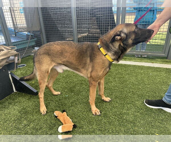 Medium Photo #2 Mutt Puppy For Sale in Imlay City, MI, USA