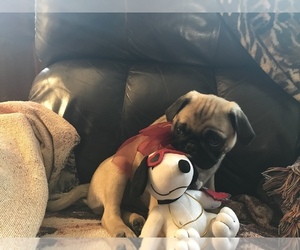 Pug Puppy for sale in DAYTON, VA, USA