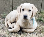 Puppy Light yellow ma Labrador Retriever