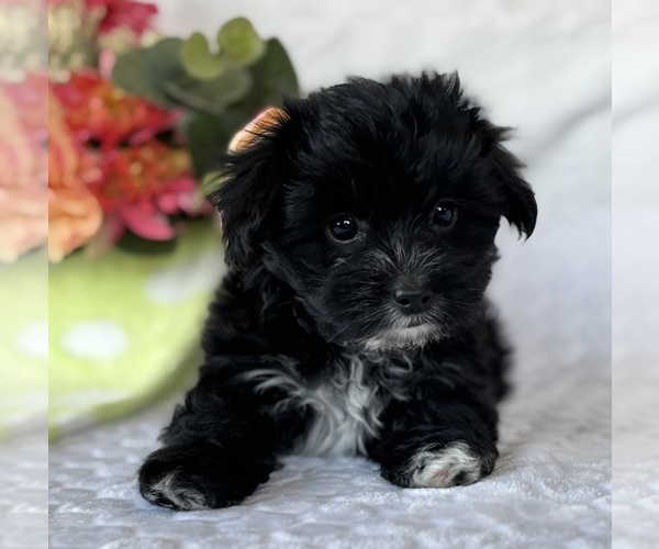 Medium Photo #2 Morkie Puppy For Sale in ROCK STREAM, NY, USA