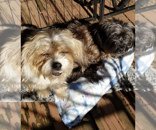 Medium Photo #6 Havamalt Puppy For Sale in Mount Laurel, NJ, USA