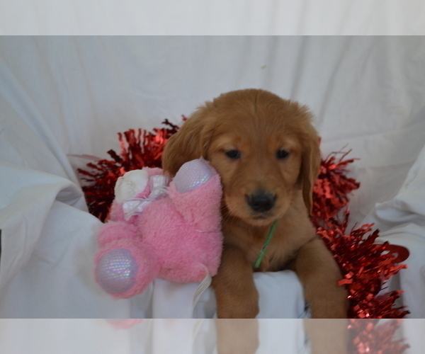 Medium Photo #4 Golden Retriever Puppy For Sale in GREENWOOD, WI, USA
