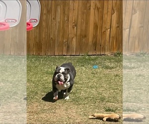 Bulldog Puppy for sale in MUSTANG, OK, USA