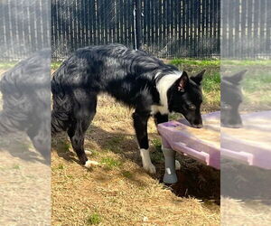 Border Collie Dogs for adoption in Evansville, IN, USA