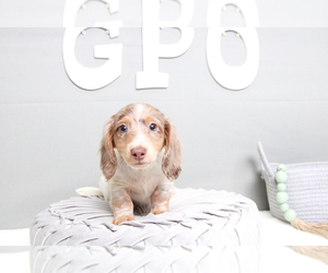 Dachshund Puppy for sale in MARIETTA, GA, USA