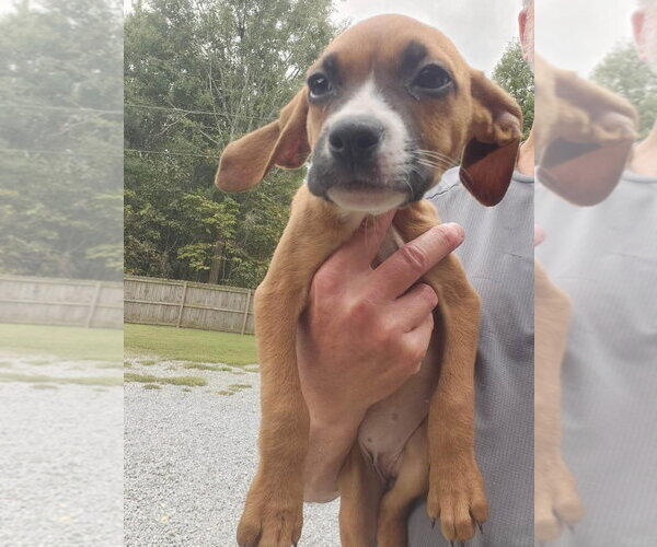 Medium Photo #1 Mutt Puppy For Sale in Woodbury, NY, USA